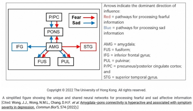 香港大學腦與認知科學國家重點實驗室
揭示人類的腦橋(PONS)在處理悲傷信息時發揮重要作用
 